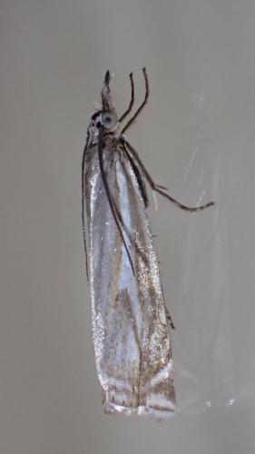 Réf. 234 556 : Crambus lathoniellus